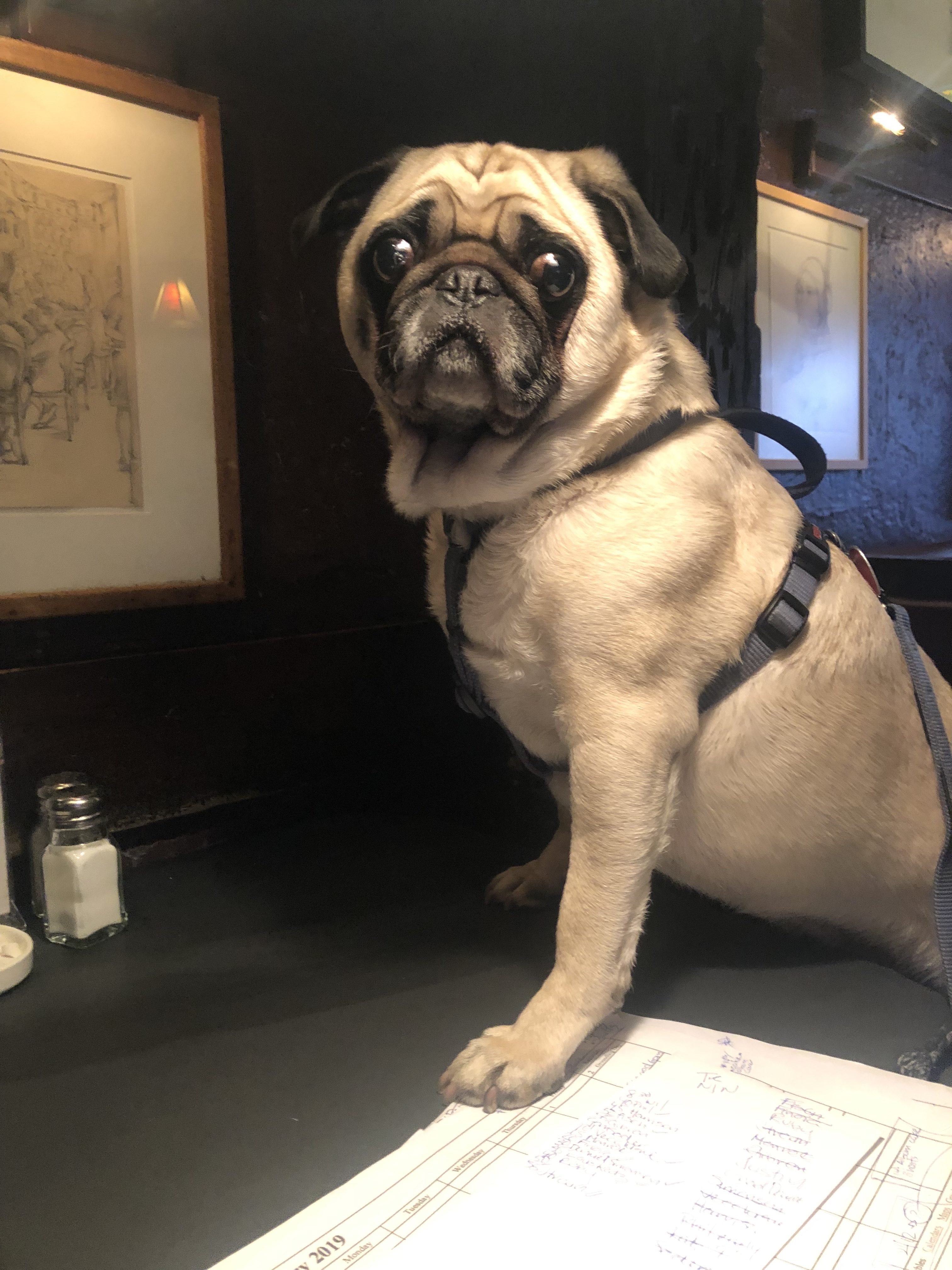 Super Secret Pop Up, stand-up comedian